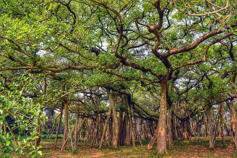 Botanical Garden in India