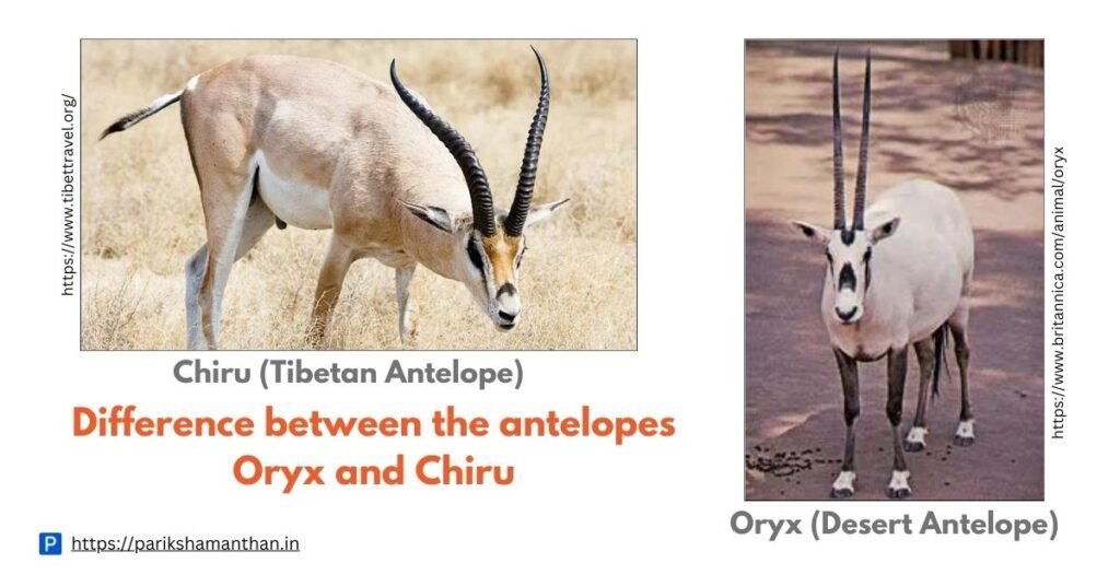 What is the difference between the antelopes Oryx and Chiru